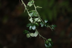 Citrus australasica