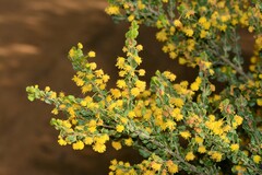 Acacia glandulicarpa