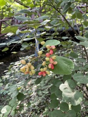Viburnum carlesii