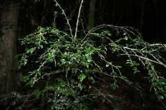 Citrus australasica