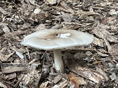 Pluteus