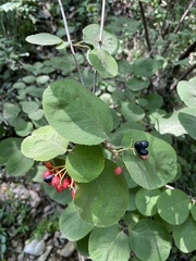 Viburnum carlesii