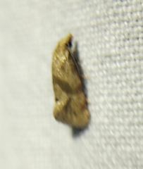 Platphalonidia