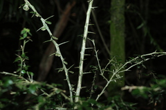 Citrus australasica