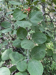 Viburnum carlesii
