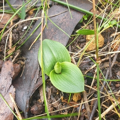 Chiloglottis valida