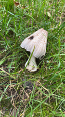 Coprinopsis atramentaria