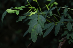 Senna acclinis