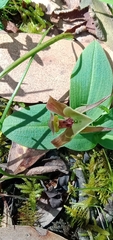 Chiloglottis valida