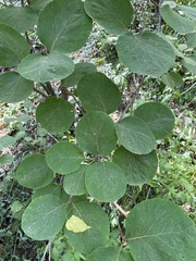 Viburnum carlesii