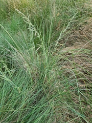 Poa labillardierei