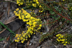 Acacia acinacea