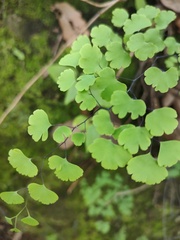 Adiantum