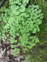 Adiantum