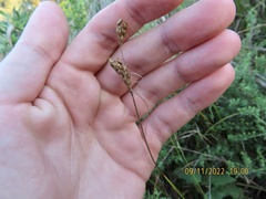Juncus dudleyi