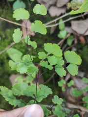 Adiantum