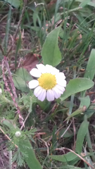 Matricaria