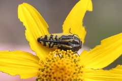 Acmaeodera amplicollis