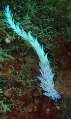 Pteraeolidia ianthina