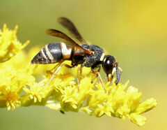 Euodynerus hidalgo