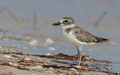 Charadrius wilsonia