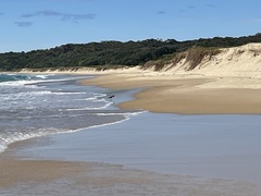 Haematopus longirostris