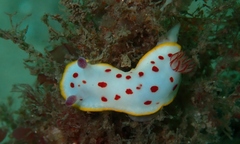 Goniobranchus splendidus