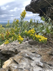 Solidago drummondii