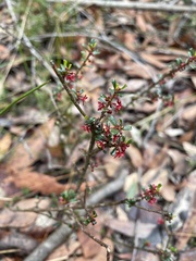 Phyllanthus hirtellus