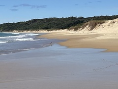 Haematopus longirostris