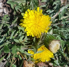 Taraxacum dissectum