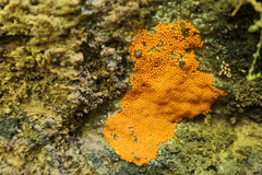 Hemitrichia decipiens