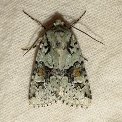Lacinipolia implicata