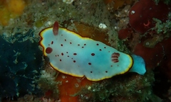Goniobranchus daphne