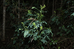 Senna acclinis