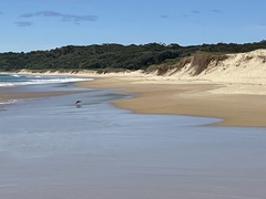 Haematopus longirostris