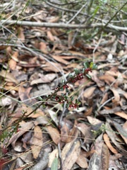 Phyllanthus hirtellus