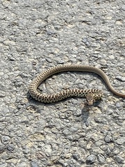 Coluber constrictor mormon