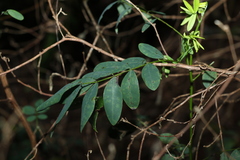Senna acclinis