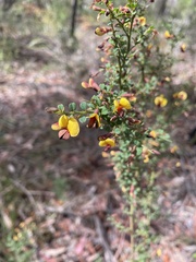 Bossiaea obcordata
