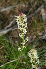 Stackhousia