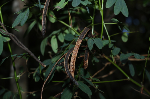 Image of Senna acclinis by (c) Greg Tasney, some rights reserved (CC BY-SA)