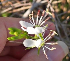 Oenothera suffulta
