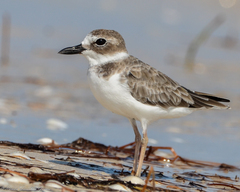 Charadrius wilsonia