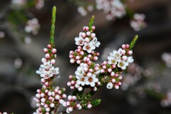 Micromyrtus ciliata