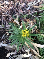 Chrysocephalum semipapposum