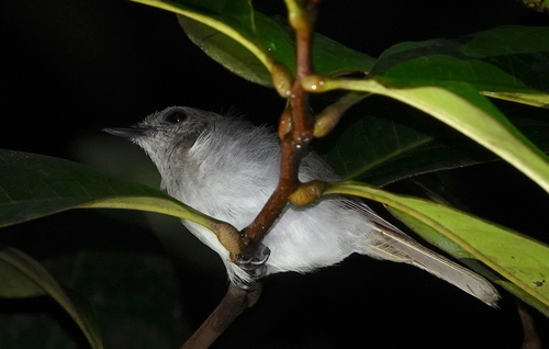 Sooty-capped Babbler (Malacopteron affine), photo 4