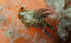 Polycera melanosticta