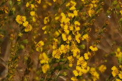 Holocarpha virgata virgata