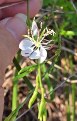 Oenothera suffulta